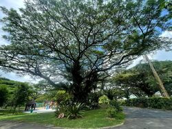 Pasir Ris Beach Park (D18), Semi-Detached #496784371